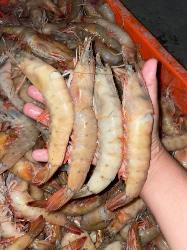 Camaron salvaje con Cabeza